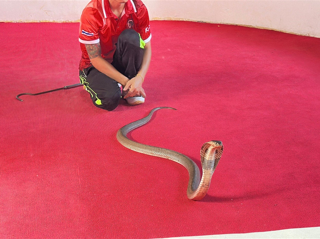 Snake Farm and Monkey School-奥南必去景点