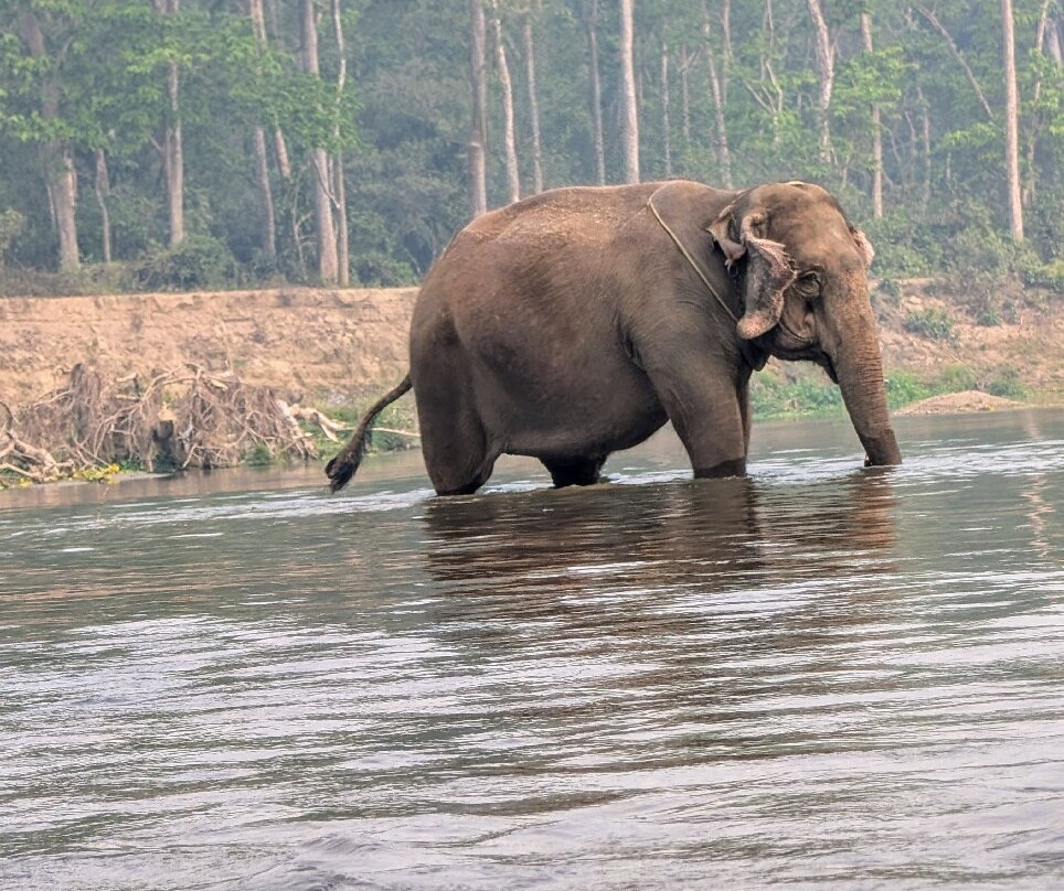 Chitwan Jungle Safari-奇旺国家公国必去景点