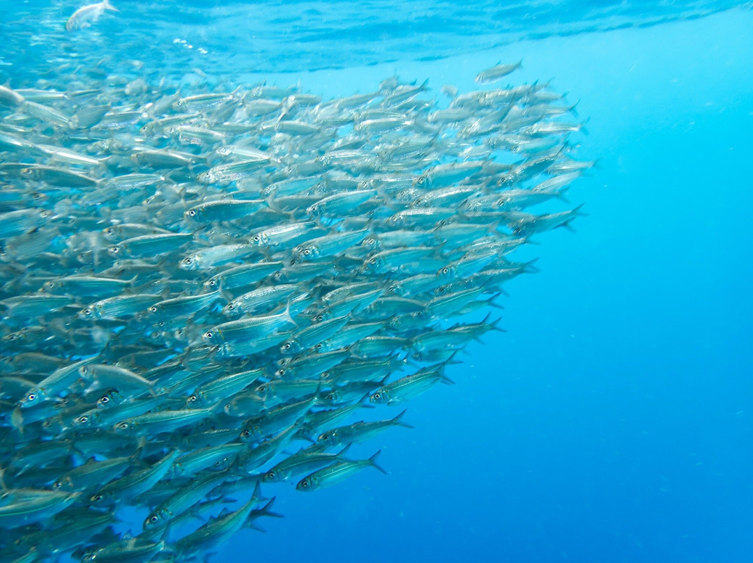 Napaling Reef-Panglao必去景点