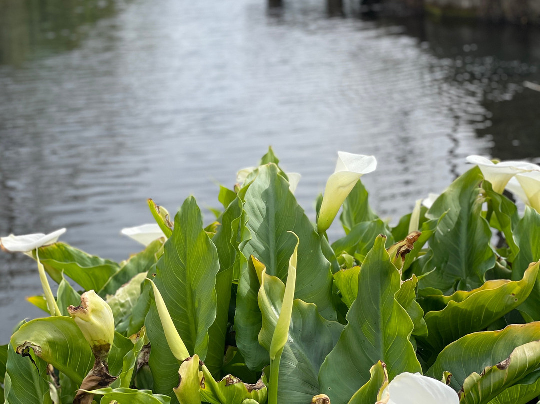 Yusui Park-富士市必去景点