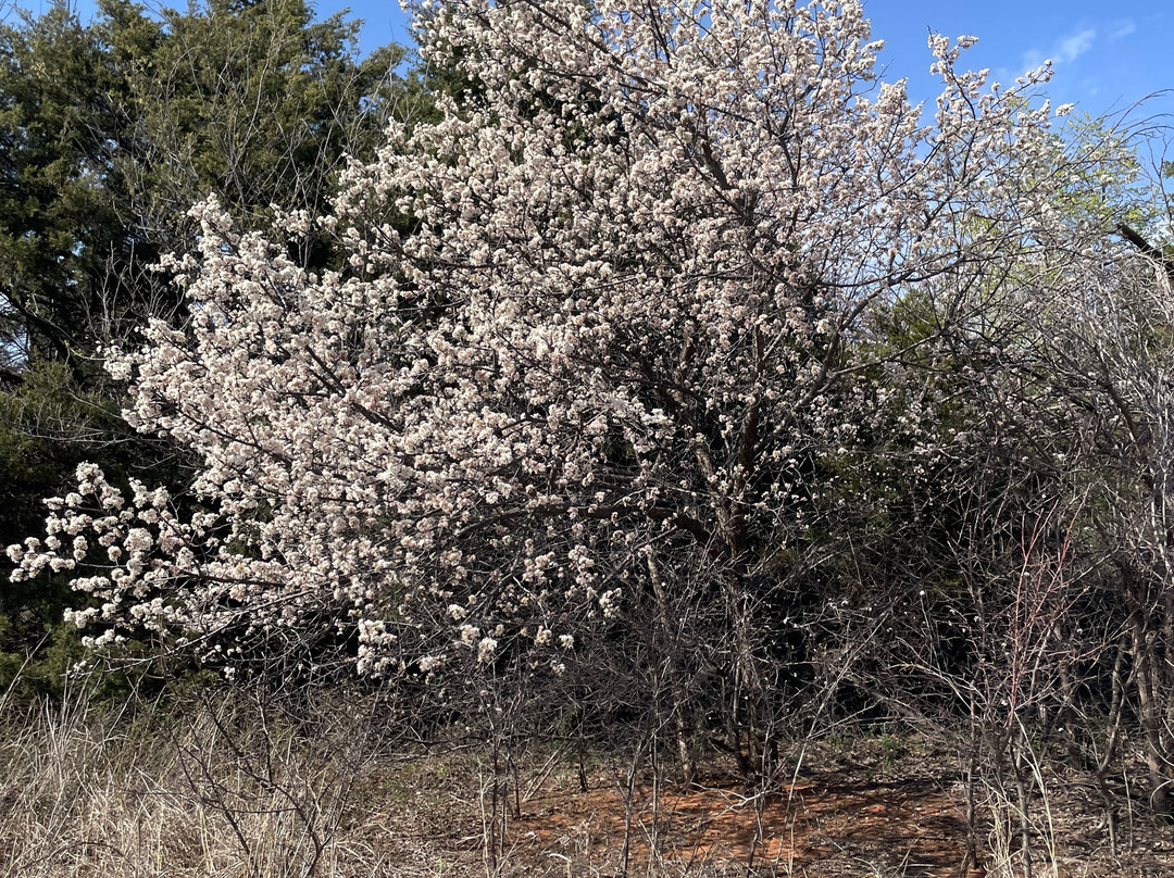 Mitch Park-埃德蒙必去景点