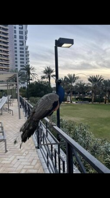 皇家艾美国际海滩度假村主图