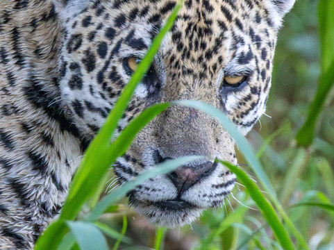 Wildlife Expeditions Of Brazil-Chapada dos Guimaraes必去景点