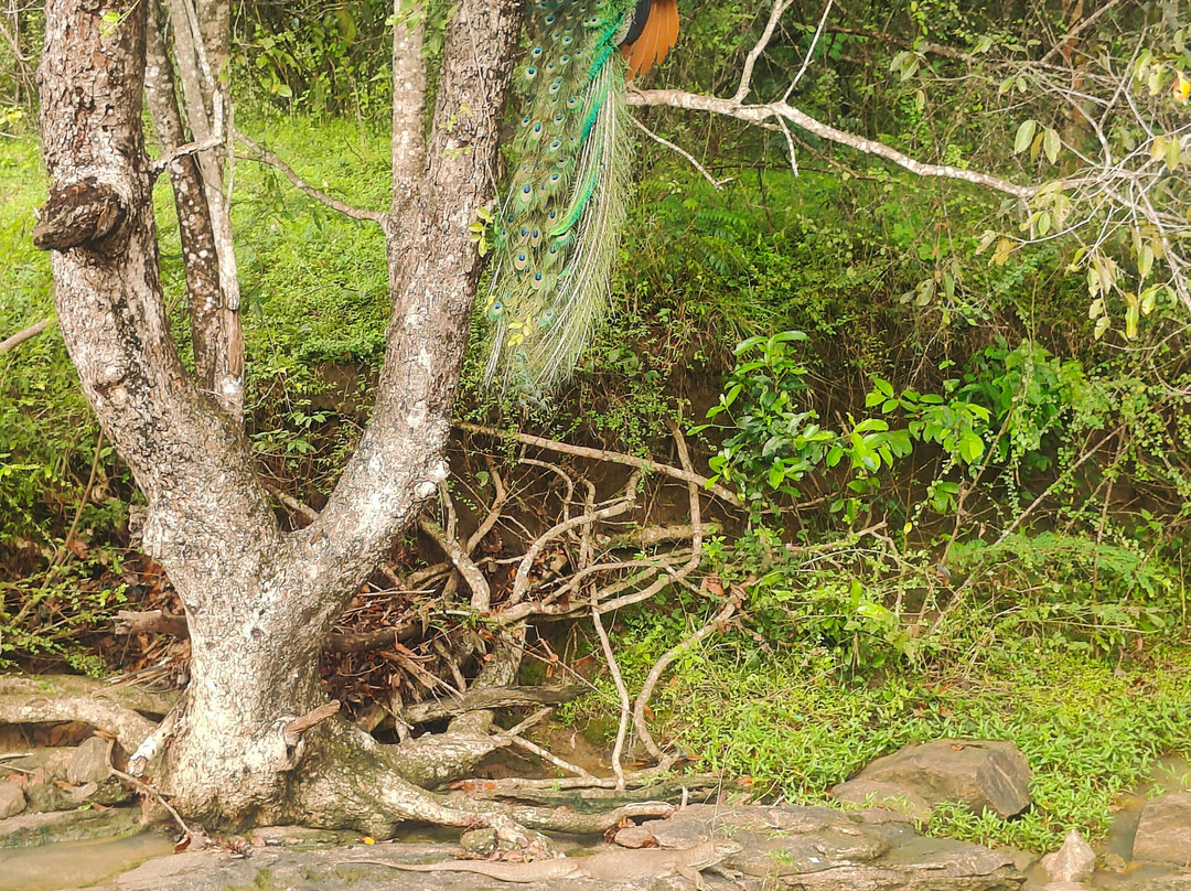 Udawalawe National Park Safari-乌达瓦拉瓦必去景点