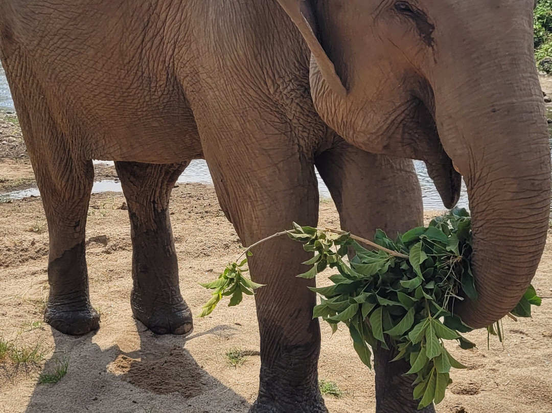 The North of Thailand Elephant Camp-清迈必去景点