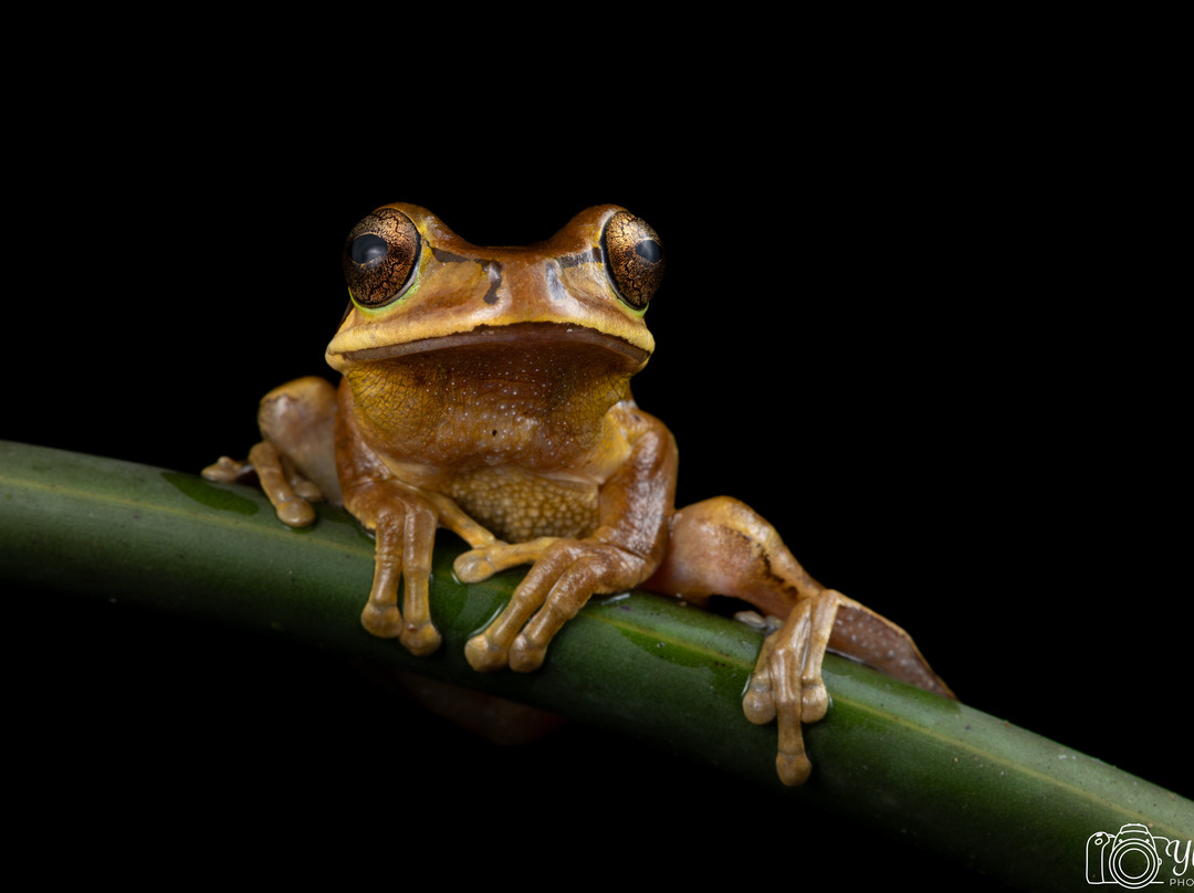 Frogs Heaven-Horquetas必去景点
