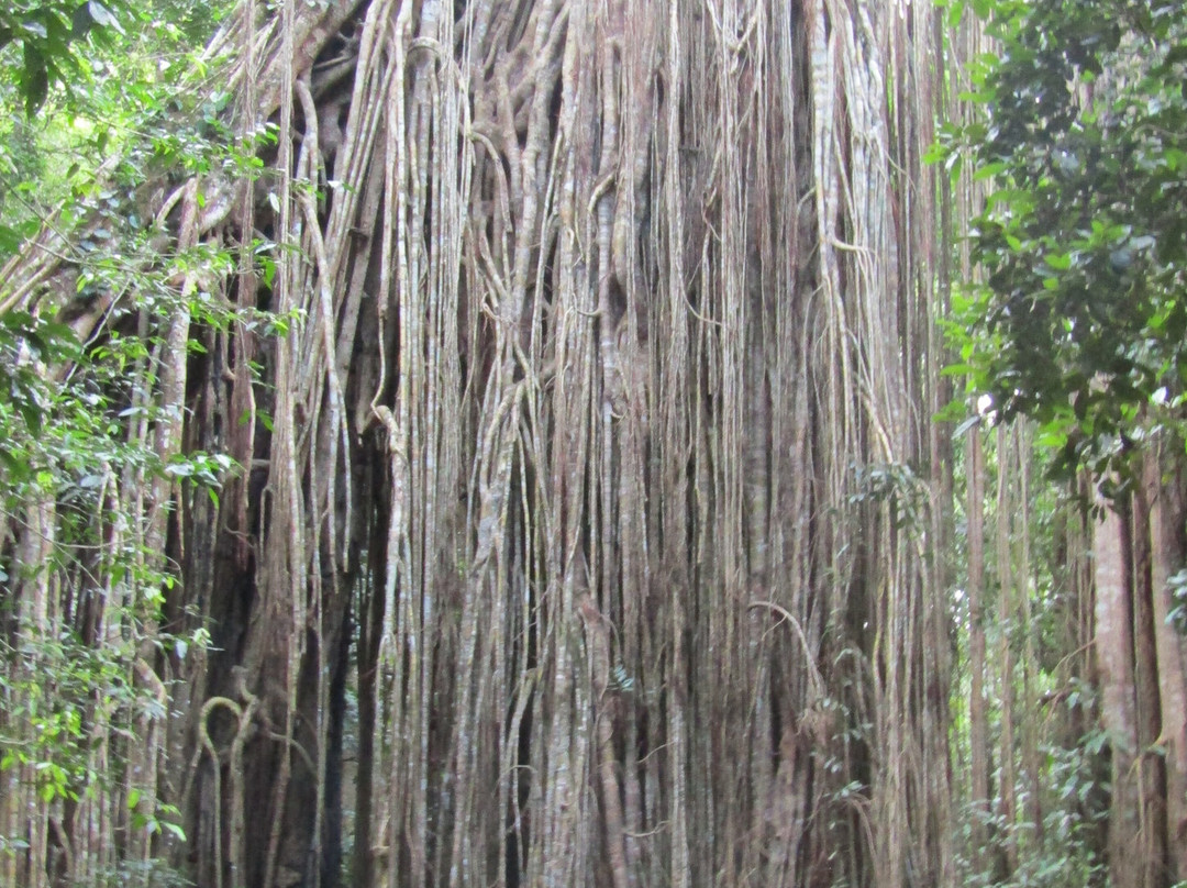 Cairns Canyoning景点图片