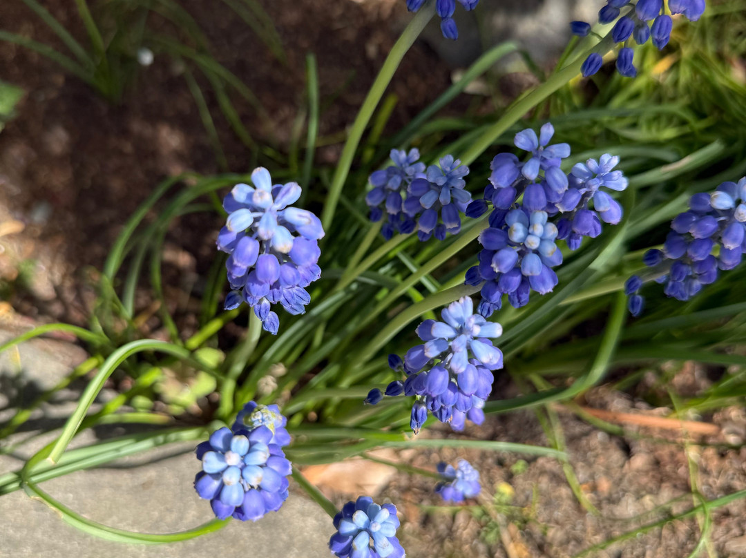 The Maxwell House Bed and Breakfast主图