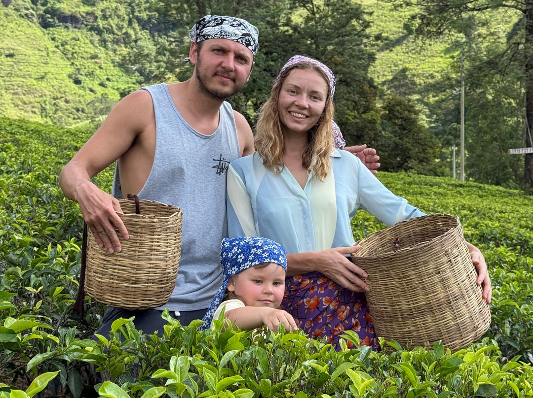 Blue Field Tea Factory景点图片