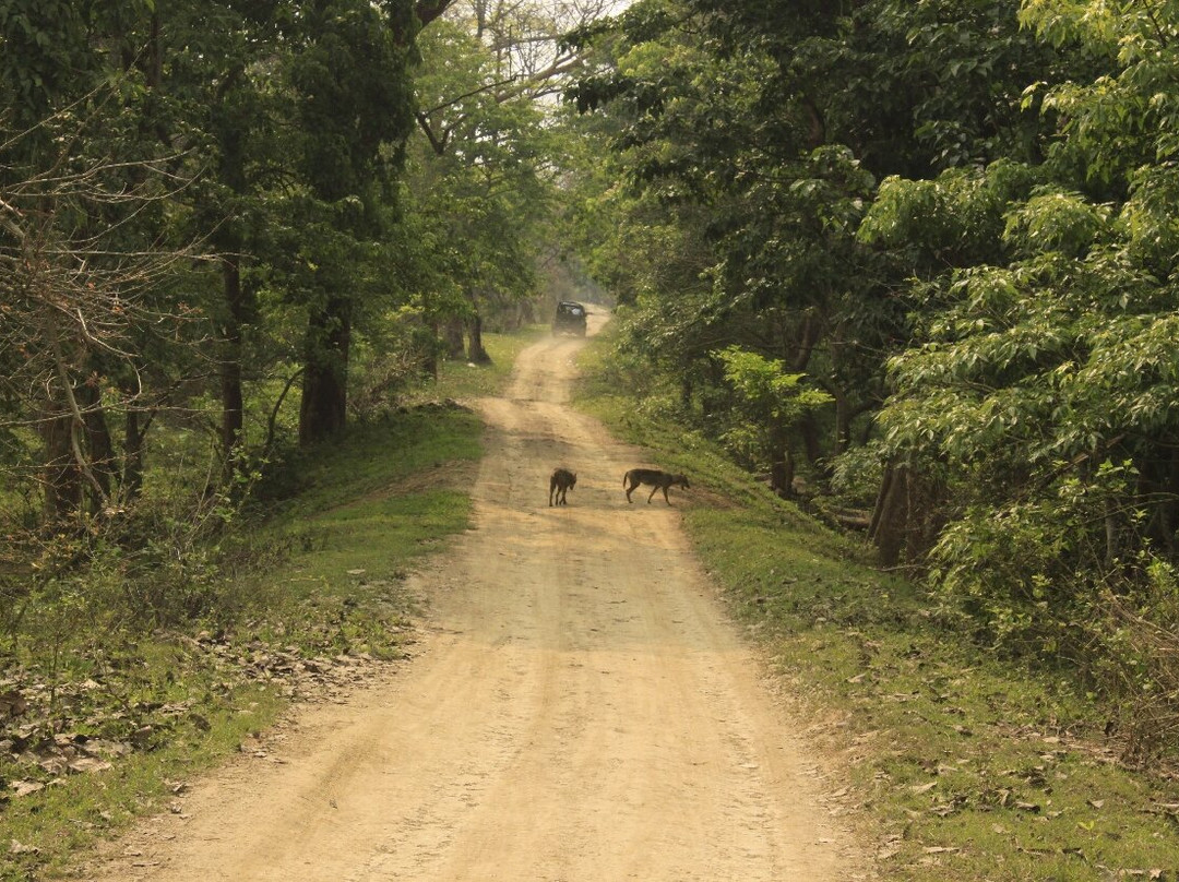 Pobitora Wildlife Sanctuary景点图片