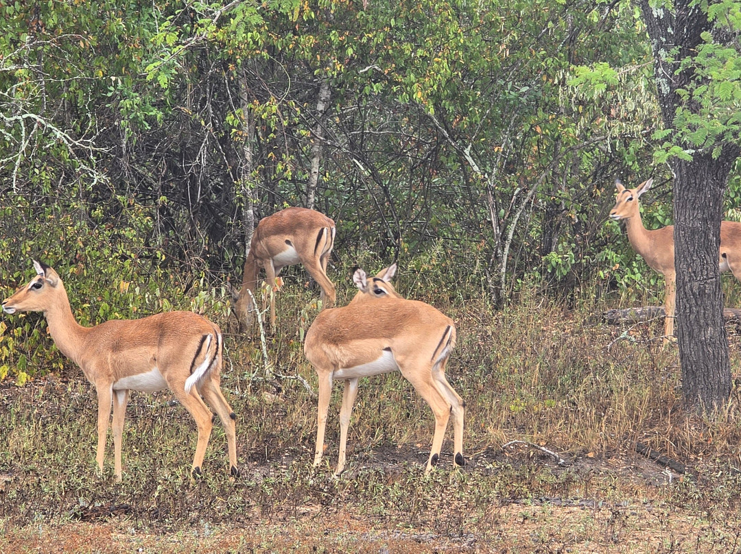 Lionspruit Game Reserve
