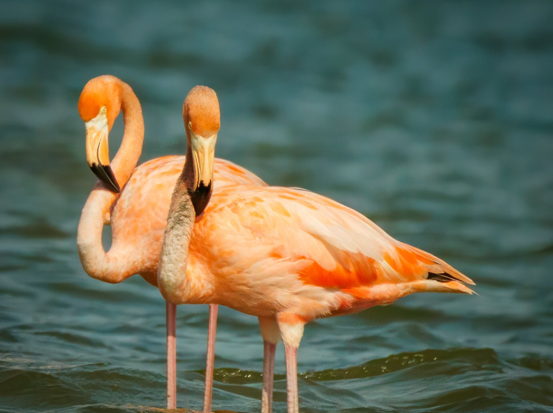 Lowcountry Photo Safaris-博福特必去景点