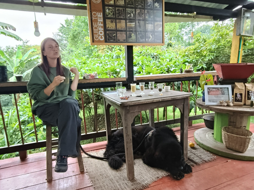 Finca Don Eduardo Coffee Tour景点图片