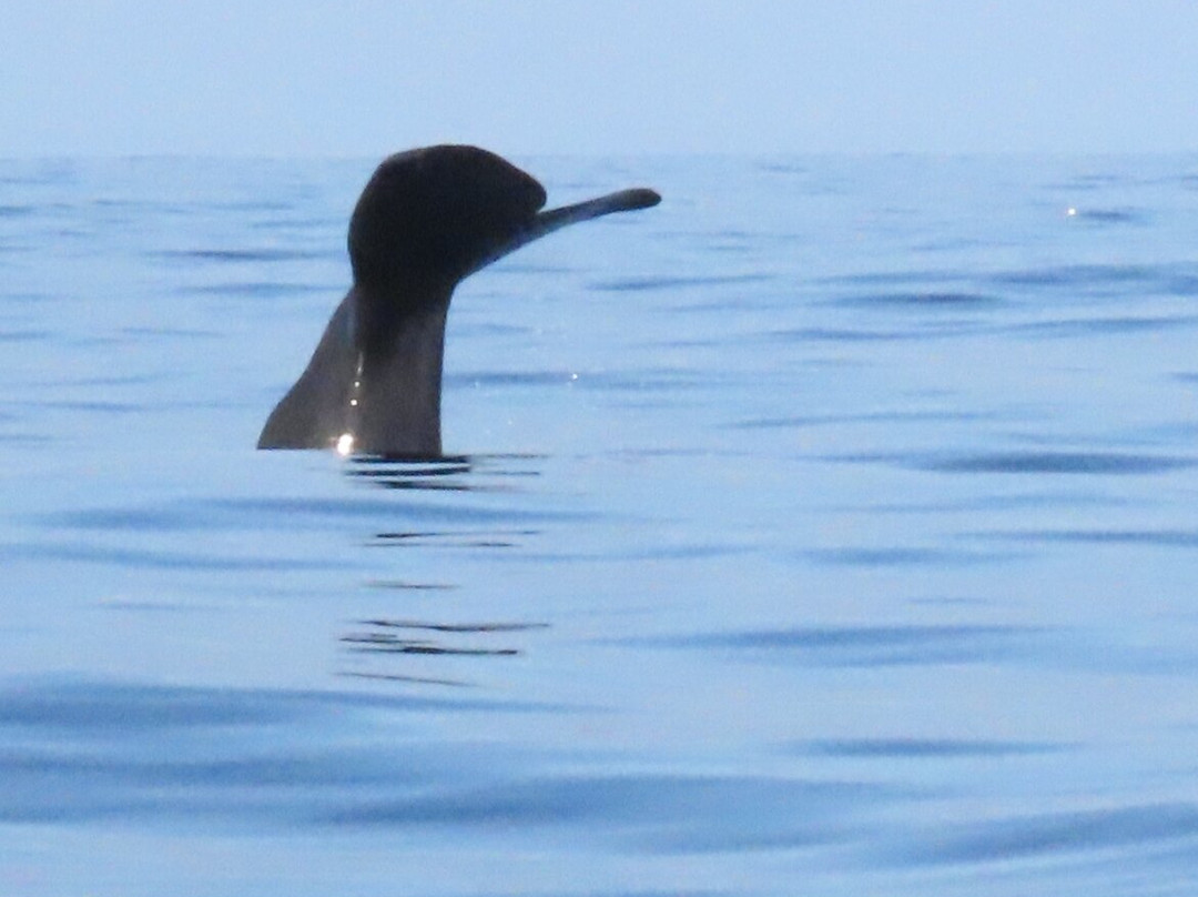 Whale2sea Whalesafari Andenes-Andenes必去景点