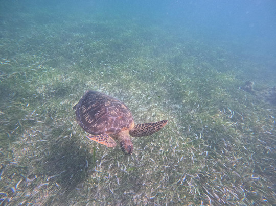 La Tempestad Tours-Mahahual必去景点