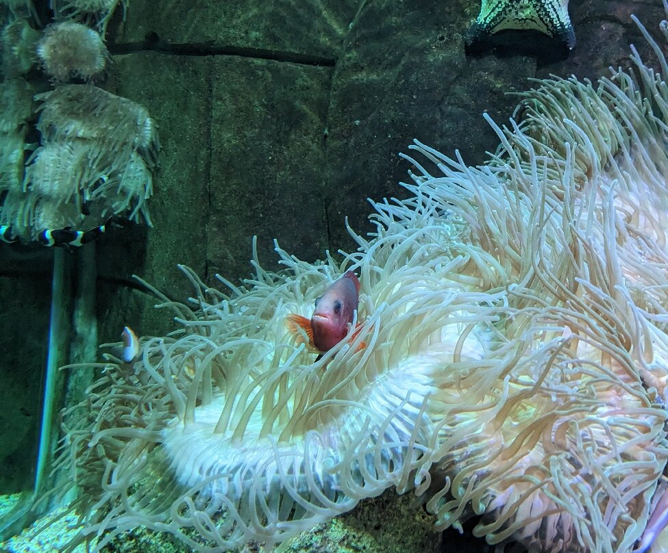 Tynemouth Aquarium-泰恩茅斯必去景点