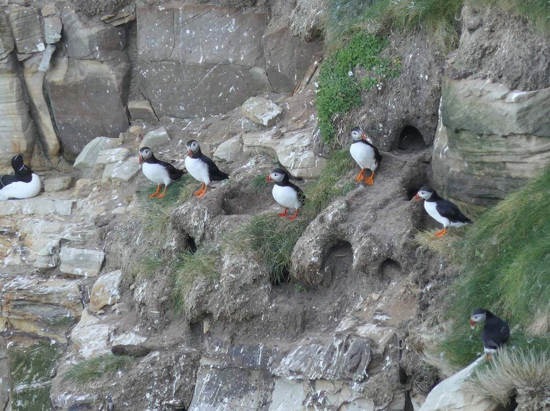 Dunnet Head景点图片