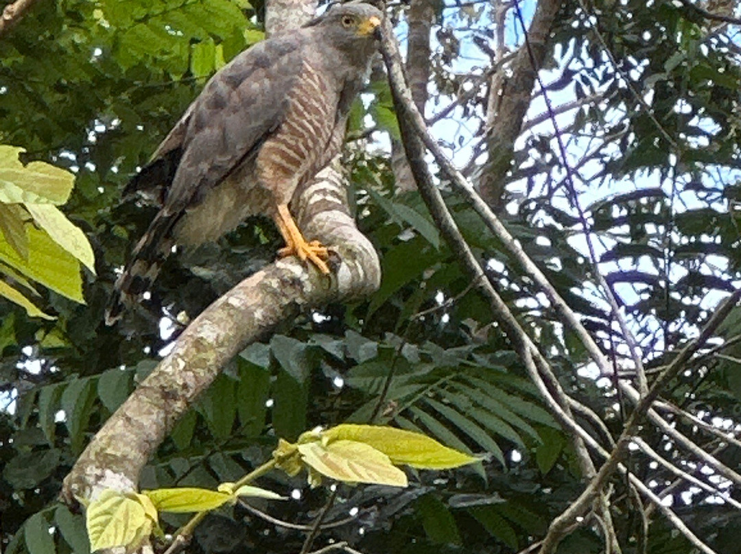 Osa Conservation Campus景点图片