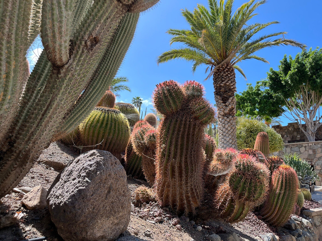 Cactualdea Park景点图片