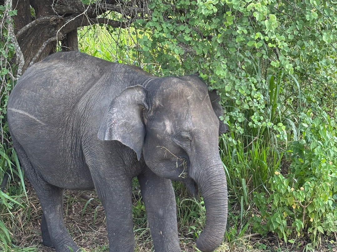 Marvellous Ceylon Holidays景点图片