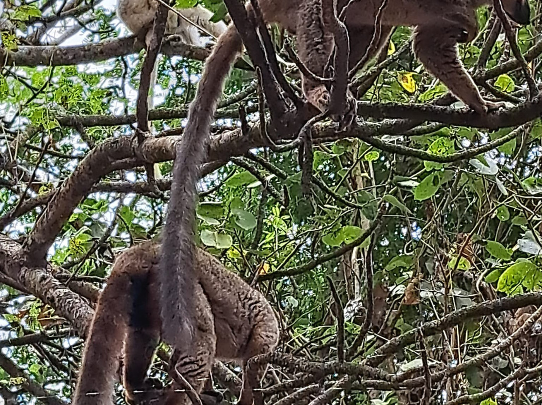 Zazamalala Wildlife Centre景点图片