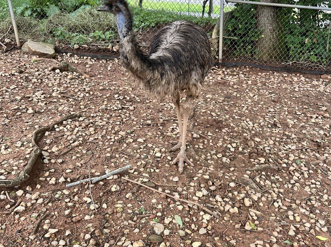 Kentucky Down Under Adventure Zoo景点图片