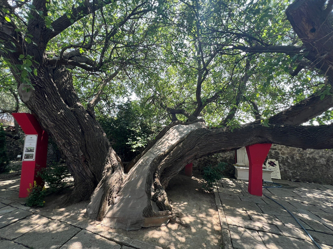 Turb of Sultan Murad-Mazgit必去景点