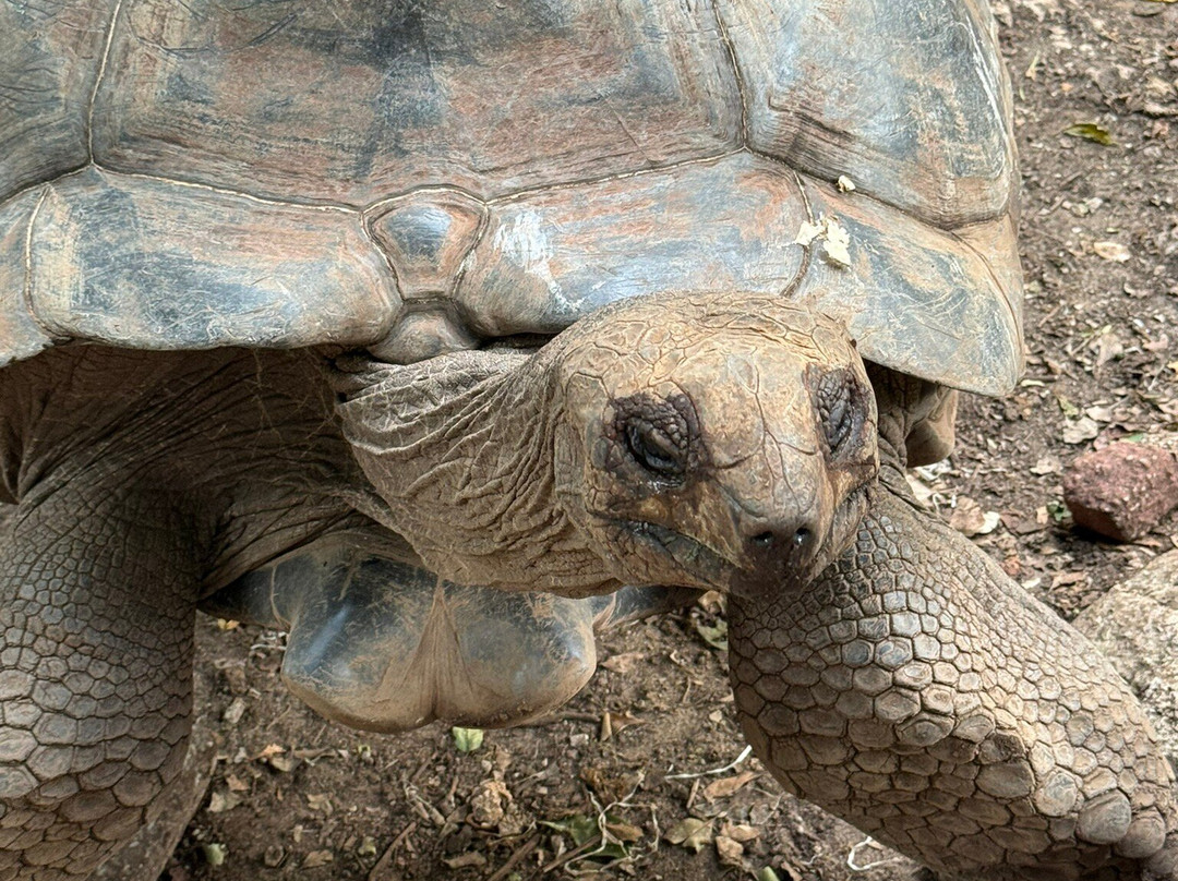 Khalifa Tours And Safaris Zanzibar-石头城必去景点