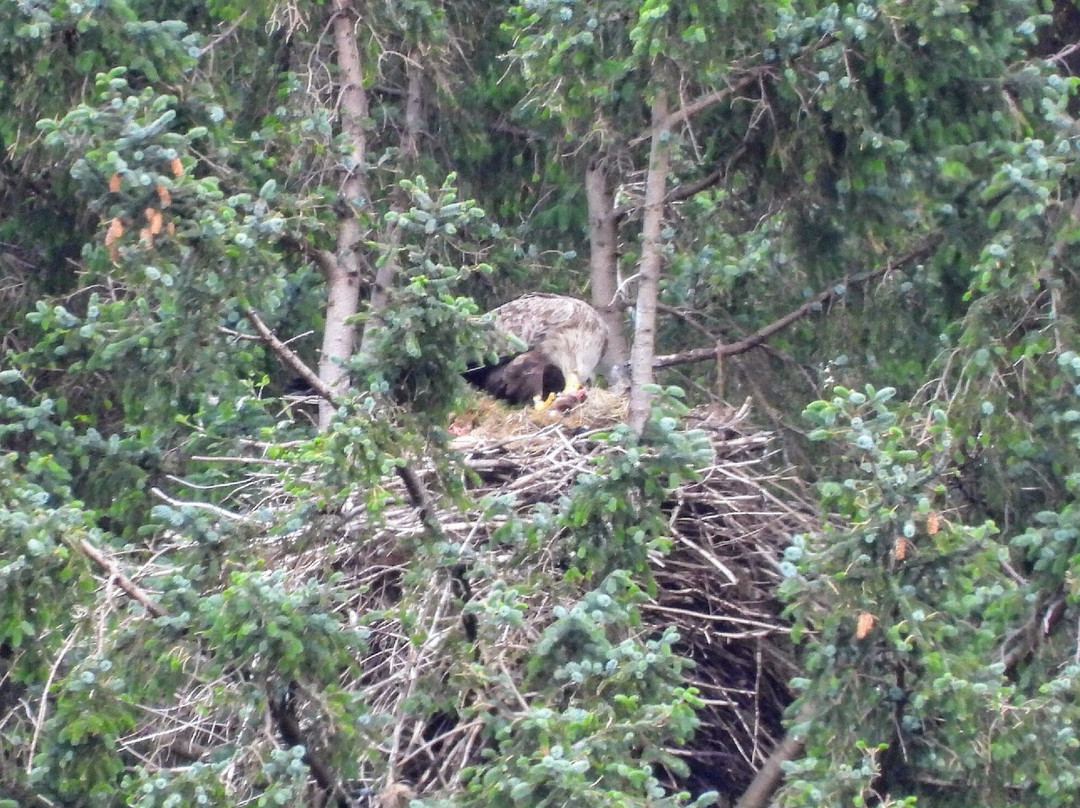 Mull Wildlife Tours-Craignure必去景点