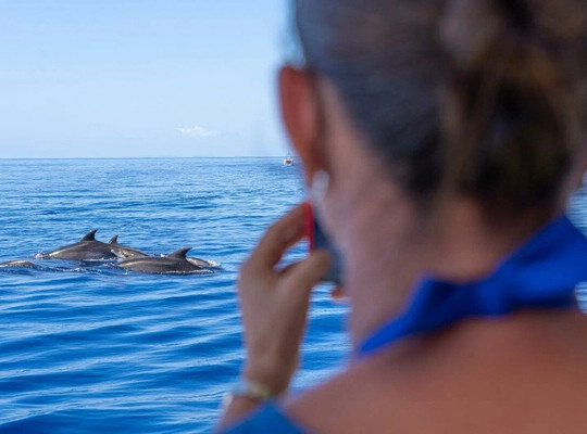 Portocolom (Dolphin Watching)