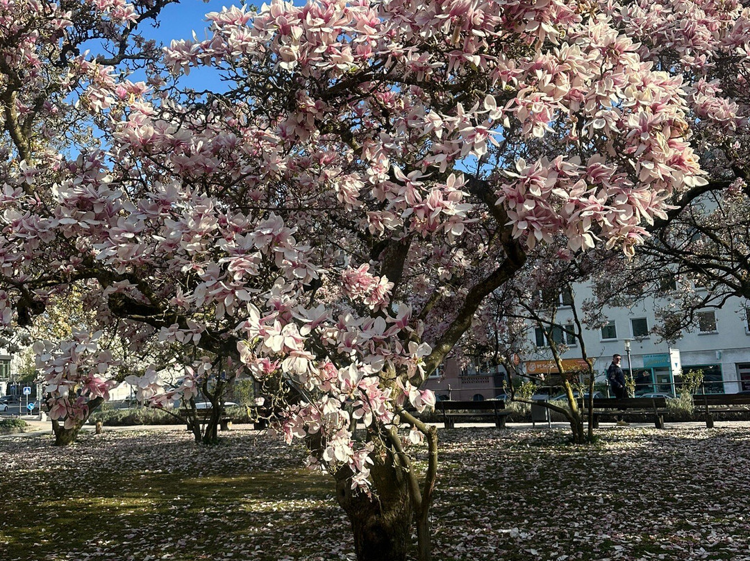 Magnolienhain-阿沙芬堡必去景点