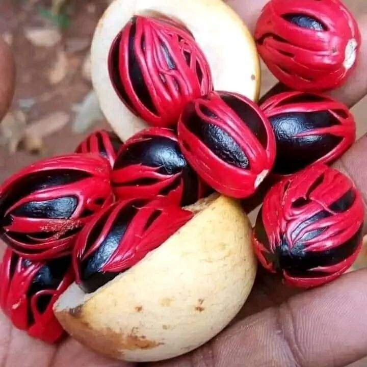 The Hill Kidichi Spice Farm-桑给巴尔岛必去景点