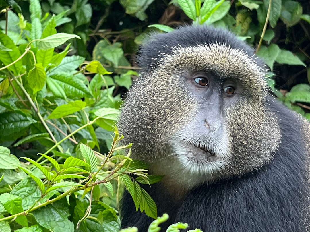 Volcanoes National Park Rwanda-Musanze District必去景点