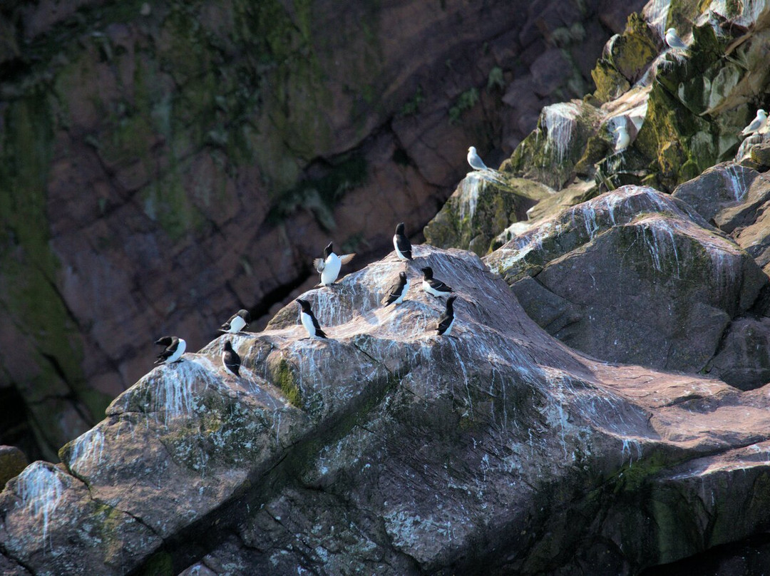 Gatherall's Puffin and Whale Watch-Bay Bulls必去景点