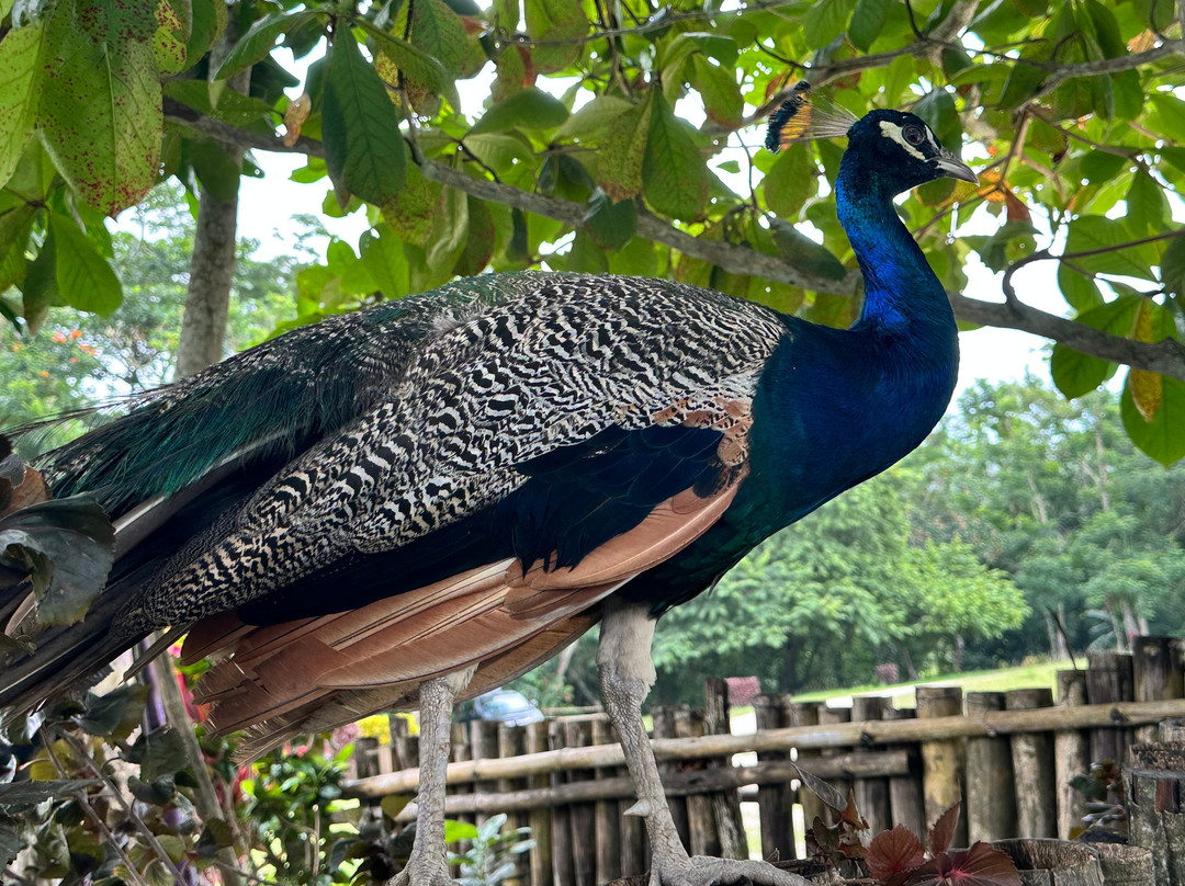 Benta River Falls-牙买加必去景点