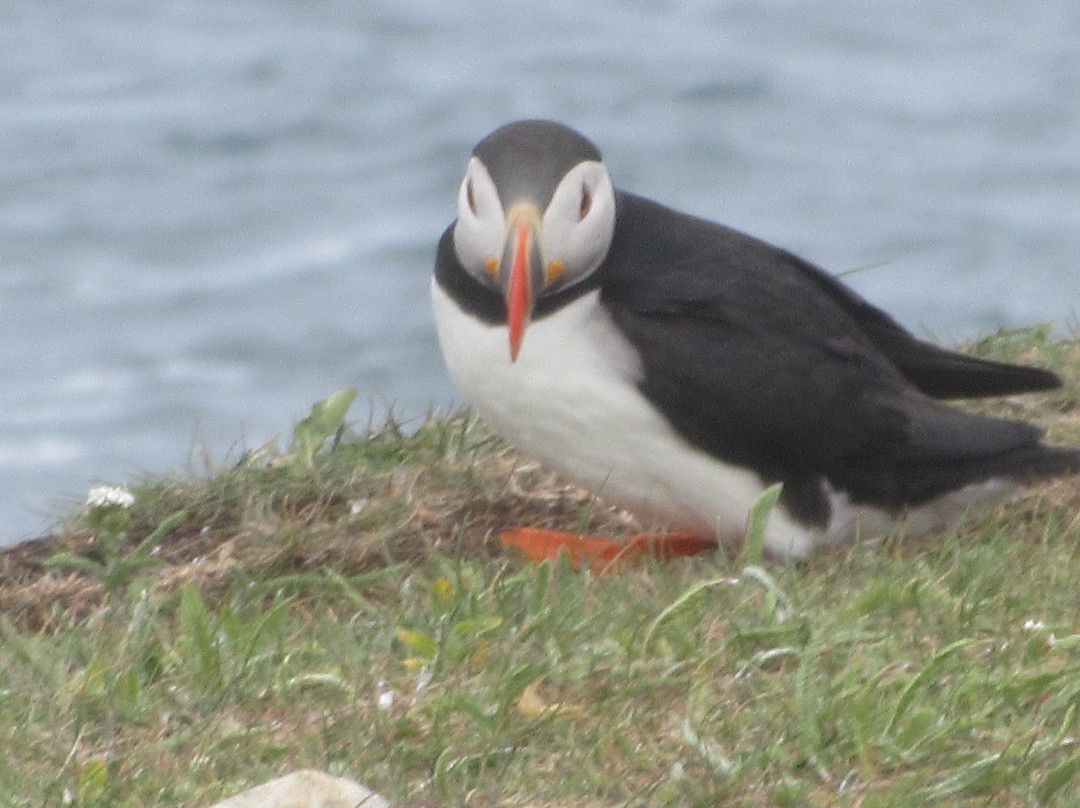 The Elliston Puffin Site-Elliston必去景点