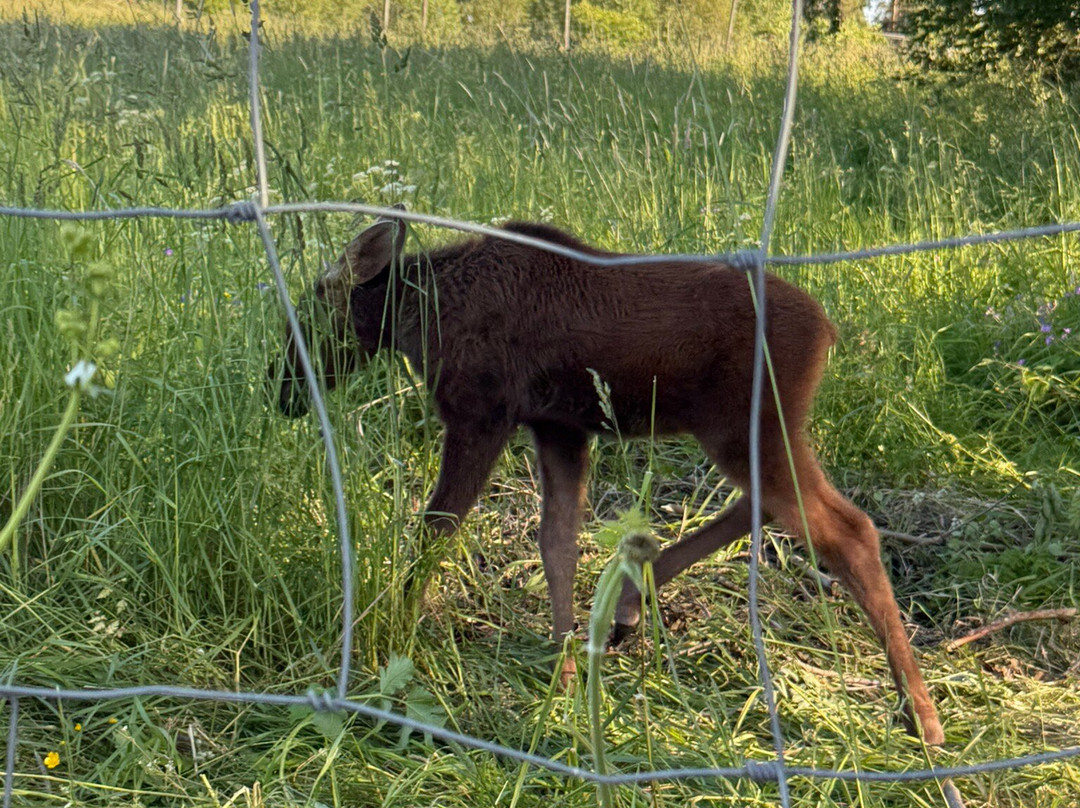 Moose Garden-Orrviken必去景点