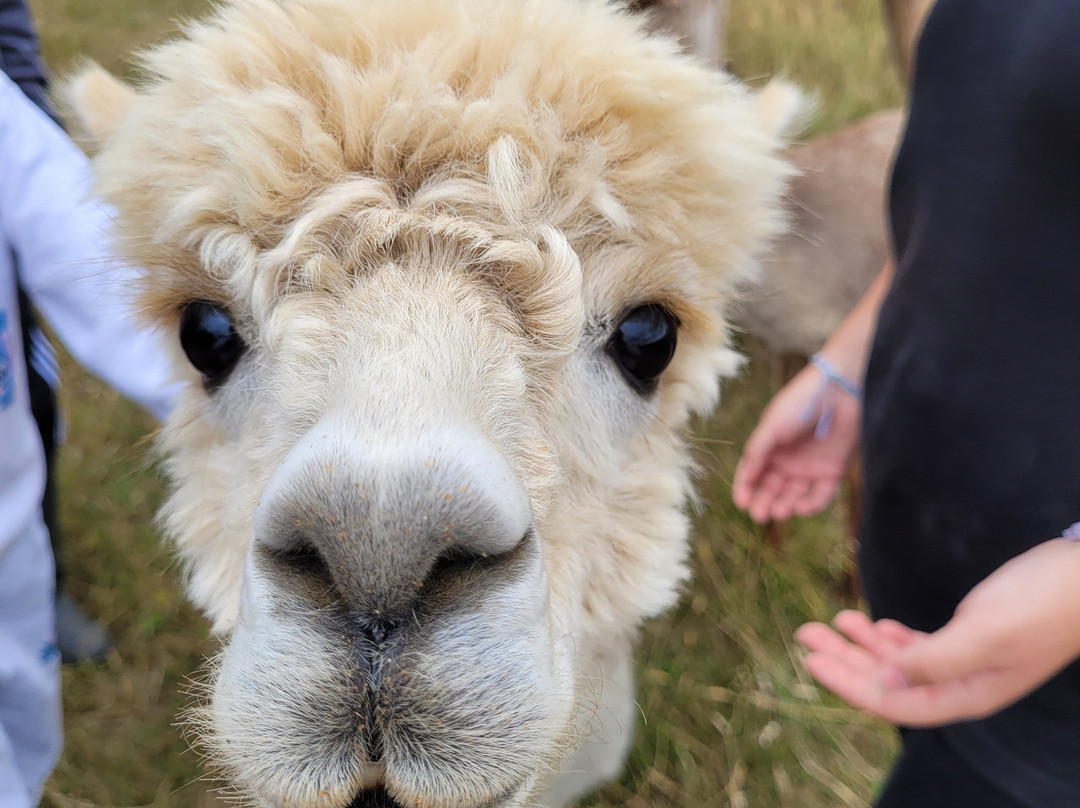 London Alpacas-Epping必去景点