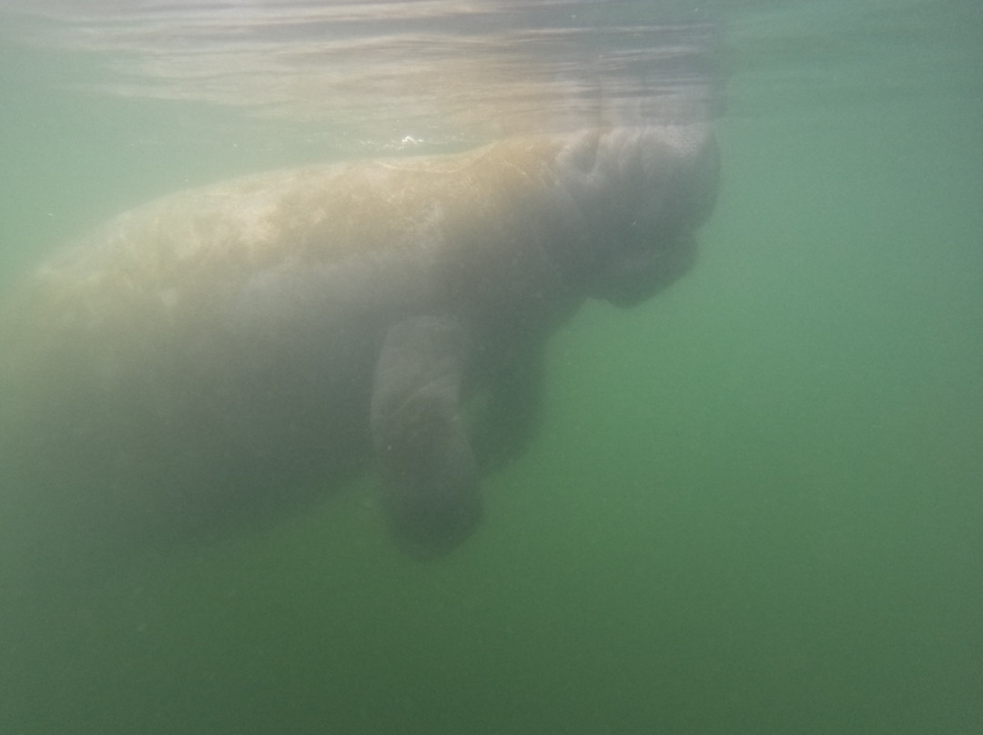 Go Local Manatee Tours-克里斯特尔里弗必去景点