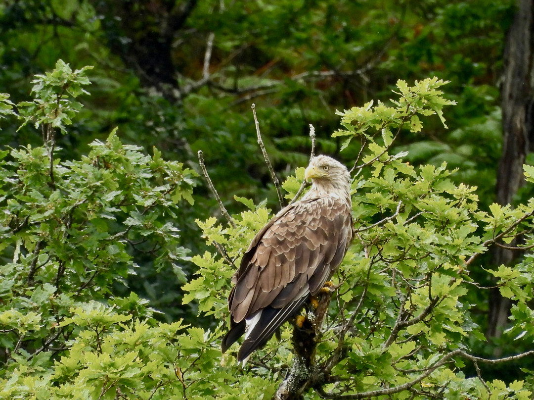 Loch Shiel Cruises-Glenfinnan必去景点
