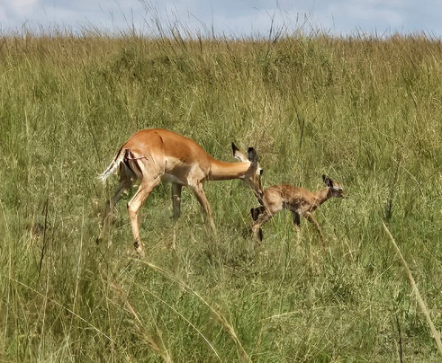 Daniel Korinko Safari-纳罗克必去景点