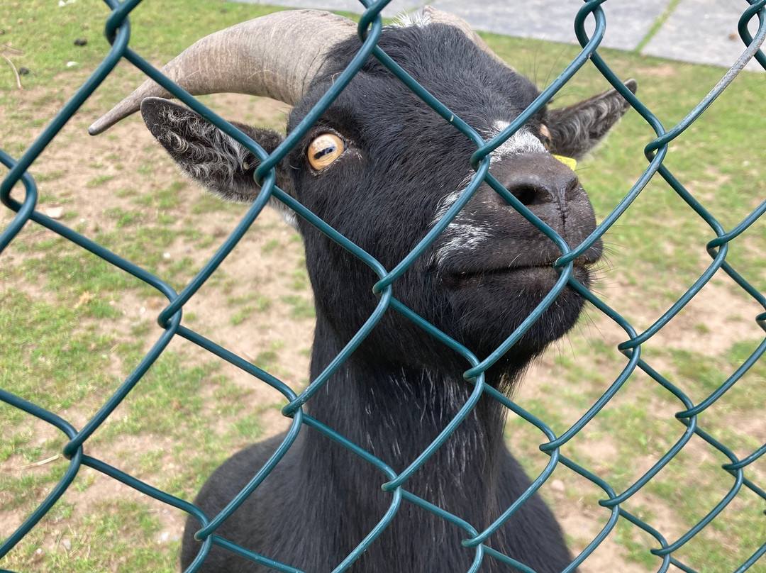 The Scottish Deer Centre-库珀必去景点