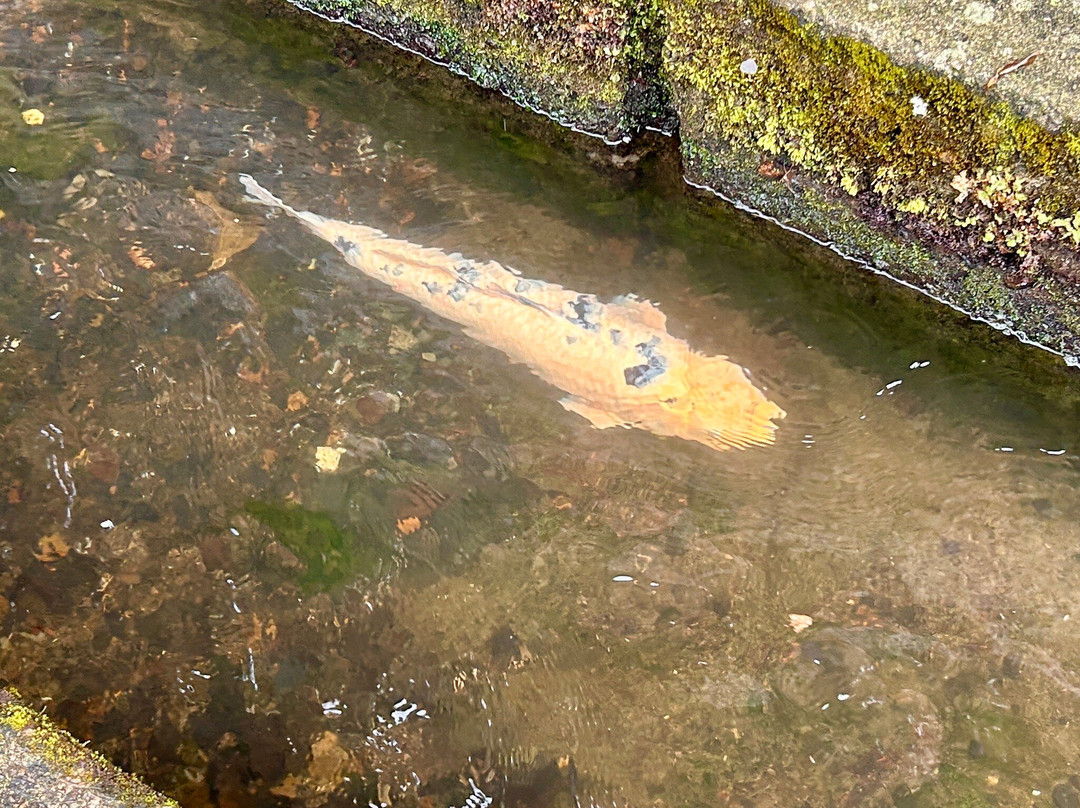Tonomachi Street-津和野町必去景点