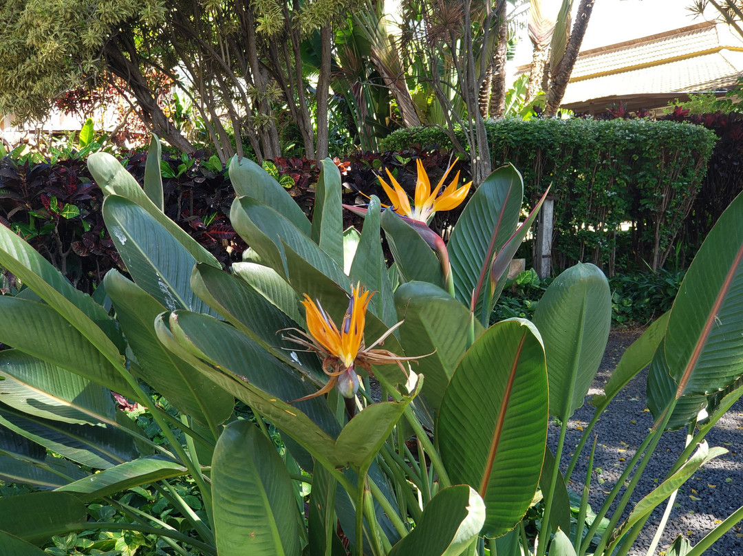 茂宜热带平原-怀露库必去景点