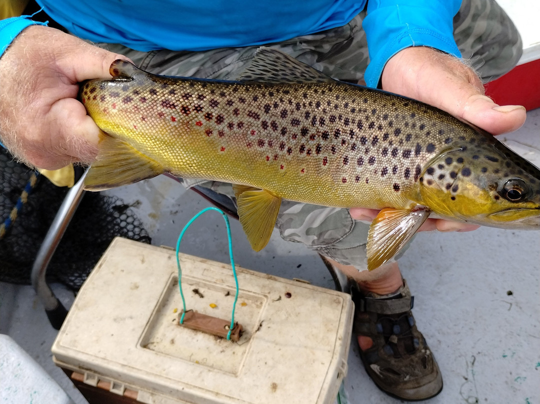 Cotter Trout Dock Guided Trout Fishing Tours-Cotter必去景点