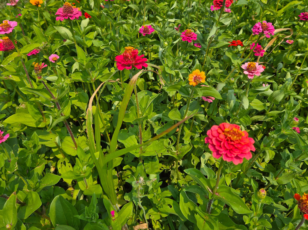 Purple Hill Lavender-Creemore必去景点