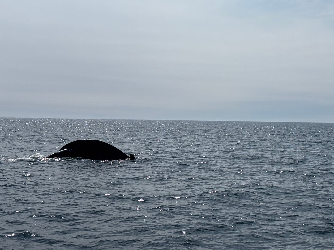 Adventure Bay Whale Watch Co.-Tiverton必去景点