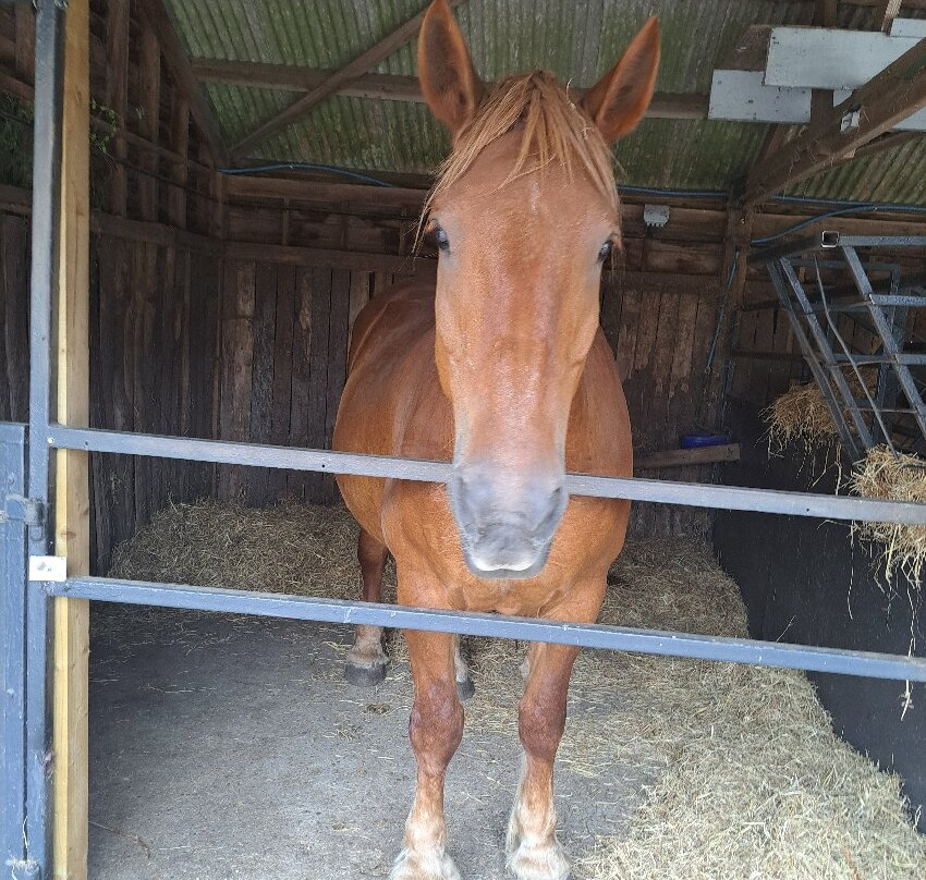 Dorset Heavy Horse Farm Park-Verwood必去景点