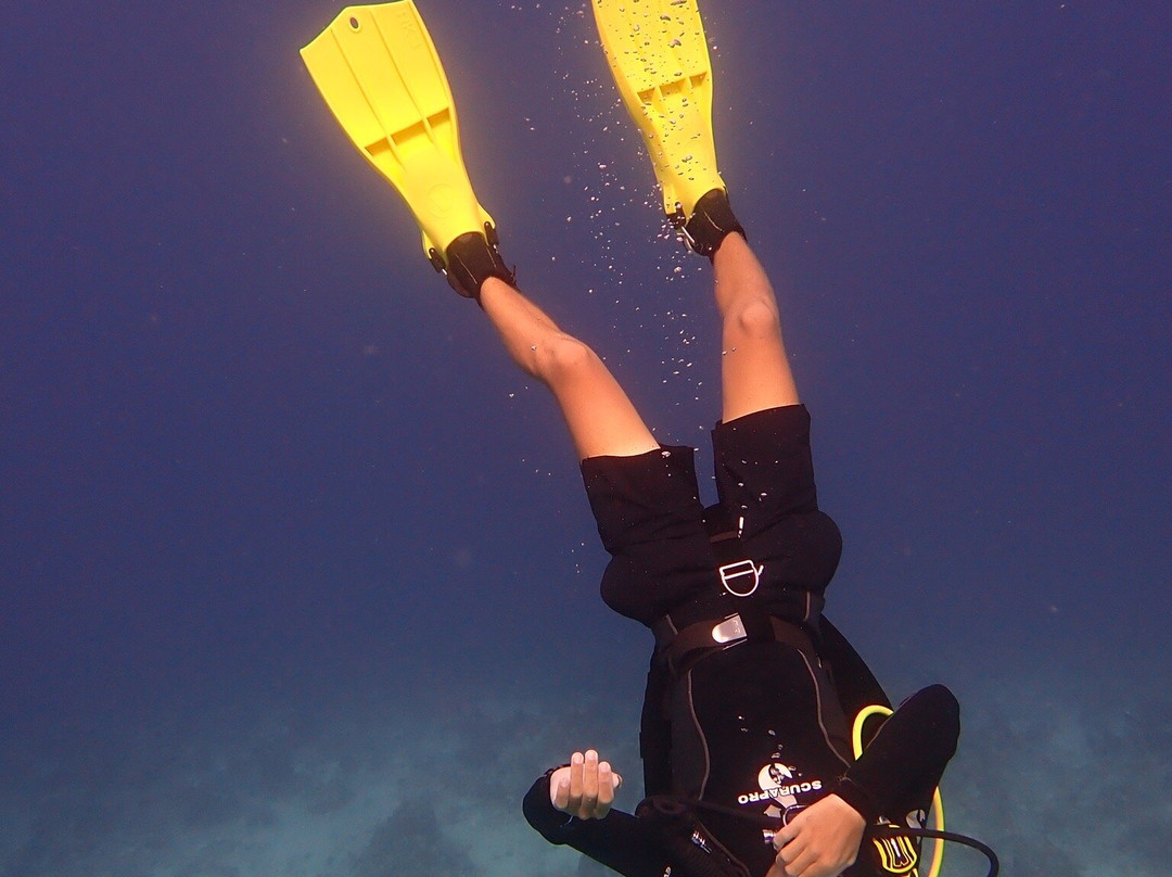 Flamingo Divers-普罗维登西亚莱斯必去景点