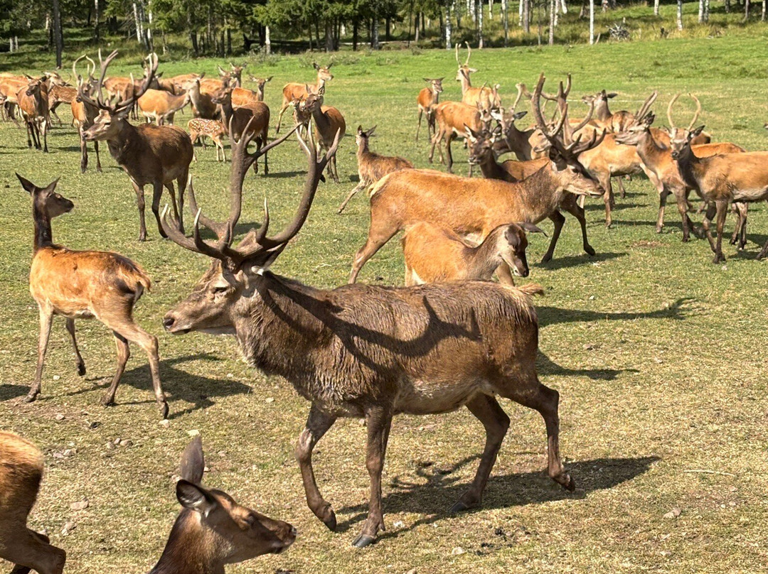 Skullaryd Älgpark-Eksjo必去景点